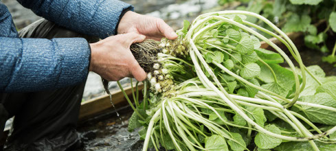 Racine De Wasabi Frais, Wasabi Cru Pour La Nourriture Japonaise